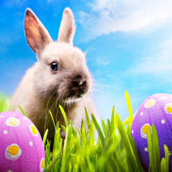 https://www.vanyulay.com/wp-content/uploads/2015/11/Happy-Easter-Rabbit-Egg-Pics-247x247.jpg