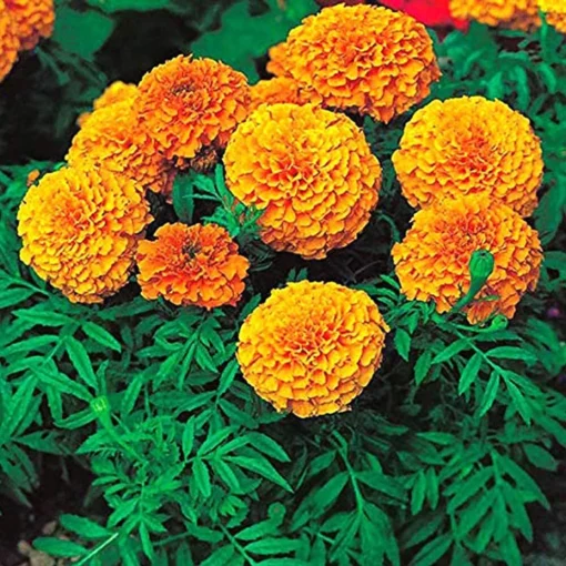 Marigold